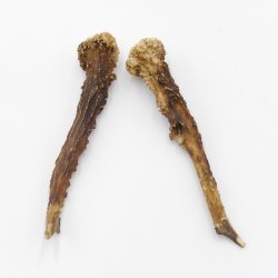 Reh Geweih Stangen Paar Rehstangen 2 Stück Länge 12 cm 14.2.429