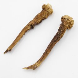 Reh Geweih Stangen Paar Rehstangen 2 Stück Länge 12 cm 14.2.429