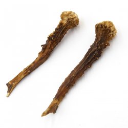 Reh Geweih Stangen Paar Rehstangen 2 Stück Länge 12 cm 14.2.429