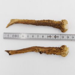 Reh Geweih Stangen Paar Rehstangen 2 Stück Länge 12 cm 14.2.429