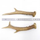 Reh Geweih Stangen Paar Rehstangen 2 Stück Länge 21 cm 14.2.433