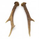 Reh Geweih Stangen Paar Rehstangen 2 Stück Länge 21 cm 14.2.433