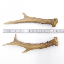 Reh Geweih Stangen Paar Rehstangen 2 Stück Länge 21 cm 14.2.433