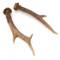 Reh Geweih Stangen Paar Rehstangen 2 Stück Länge 21 cm 14.2.433
