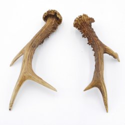 Reh Geweih Stangen Paar Rehstangen 2 Stück Länge 19 cm 14.2.434