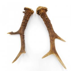 Reh Geweih Stangen Paar Rehstangen 2 Stück Länge 19 cm 14.2.434