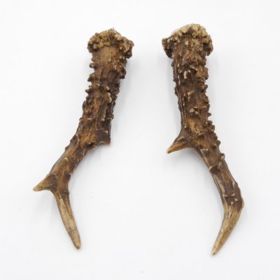 Reh Geweih Stangen Paar Rehstangen 2 Stück Länge 15 cm 14.2.436