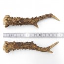 Reh Geweih Stangen Paar Rehstangen 2 Stück Länge 15 cm 14.2.436