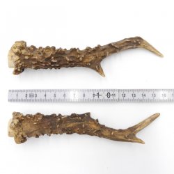 Reh Geweih Stangen Paar Rehstangen 2 Stück Länge 15 cm 14.2.436