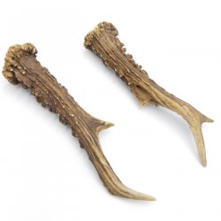 Reh Geweih Stangen Paar Rehstangen 2 Stück Länge 15 cm 14.2.436