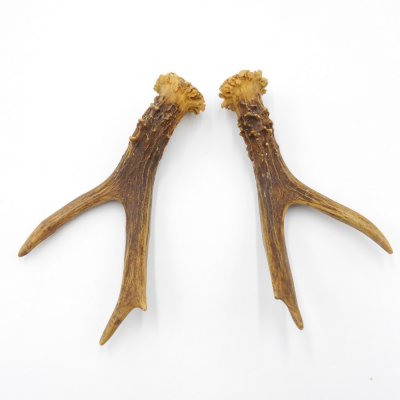 Reh Geweih Stangen Paar Rehstangen 2 Stück Länge 16 cm 14.2.438