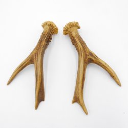 Reh Geweih Stangen Paar Rehstangen 2 Stück Länge 16 cm 14.2.438