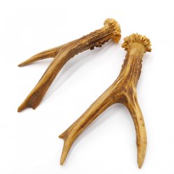 Reh Geweih Stangen Paar Rehstangen 2 Stück Länge 16 cm 14.2.438