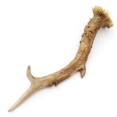 Rehstange Länge 22 cm Abwurfstange Reh Geweihestange Geweih Stange Rehgehörn Gehörn 14.1.257