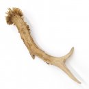 Rehstange Länge 22 cm Abwurfstange Reh Geweihestange Geweih Stange Rehgehörn Gehörn 14.1.257