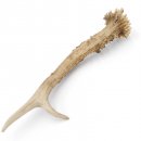 Rehstange Länge 22 cm Abwurfstange Reh Geweihestange Geweih Stange Rehgehörn Gehörn 14.1.257