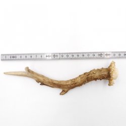 Rehstange Länge 22 cm Abwurfstange Reh Geweihestange Geweih Stange Rehgehörn Gehörn 14.1.257