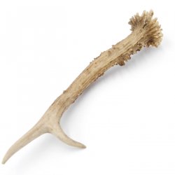 Rehstange Länge 22 cm Abwurfstange Reh Geweihestange Geweih Stange Rehgehörn Gehörn 14.1.257