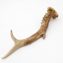 Rehstange Länge 22 cm Abwurfstange Reh Geweihestange Geweih Stange Rehgehörn Gehörn 14.1.257