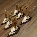6 Stück Rehgeweihe Rehbocke Reh Bock Geweihe auf Trophäenschildern 22.1206