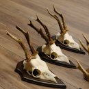 6 Stück Rehgeweihe Rehbocke Reh Bock Geweihe auf Trophäenschildern 22.1206