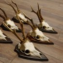 6 Stück Rehgeweihe Rehbocke Reh Bock Geweihe auf Trophäenschildern 22.1206