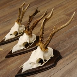 6 Stück Rehgeweihe Rehbocke Reh Bock Geweihe auf Trophäenschildern 22.1206