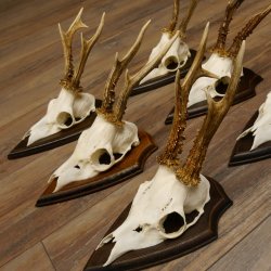 6 Stück Rehgeweihe Rehbocke Reh Bock Geweihe auf Trophäenschildern 22.1206