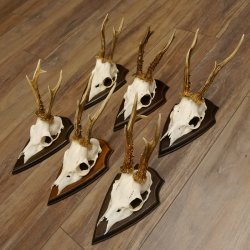 6 Stück Rehgeweihe Rehbocke Reh Bock Geweihe auf Trophäenschildern 22.1206