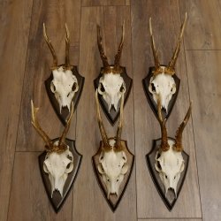 6 Stück Rehgeweihe Rehbocke Reh Bock Geweihe auf Trophäenschildern 22.1206