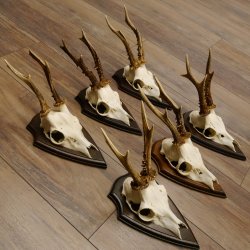 6 Stück Rehgeweihe Rehbocke Reh Bock Geweihe auf Trophäenschildern 22.1206