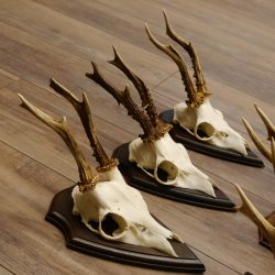 6 Stück Rehgeweihe Rehbocke Reh Bock Geweihe auf Trophäenschildern 22.1206