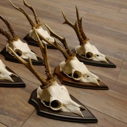 6 Stück Rehgeweihe Rehbocke Reh Bock Geweihe auf Trophäenschildern 22.1206