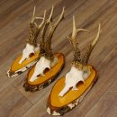 3 Stück Rehgeweihe Rehbocke Reh Bock Geweihe auf Birke Schildern 22.1208