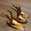 3 Stück Rehgeweihe Rehbocke Reh Bock Geweihe auf Birke Schildern 22.1208