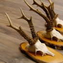 3 Stück Rehgeweihe Rehbocke Reh Bock Geweihe auf Birke Schildern 22.1208