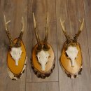 3 Stück Rehgeweihe Rehbocke Reh Bock Geweihe auf Birke Schildern 22.1208