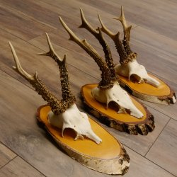 3 Stück Rehgeweihe Rehbocke Reh Bock Geweihe auf Birke Schildern 22.1208