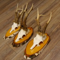 3 Stück Rehgeweihe Rehbocke Reh Bock Geweihe auf Birke Schildern 22.1208