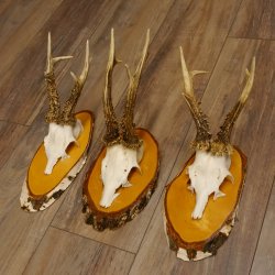 3 Stück Rehgeweihe Rehbocke Reh Bock Geweihe auf Birke Schildern 22.1208