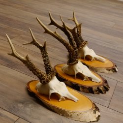 3 Stück Rehgeweihe Rehbocke Reh Bock Geweihe auf Birke Schildern 22.1208