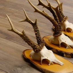 3 Stück Rehgeweihe Rehbocke Reh Bock Geweihe auf Birke Schildern 22.1208