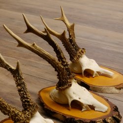 3 Stück Rehgeweihe Rehbocke Reh Bock Geweihe auf Birke Schildern 22.1208
