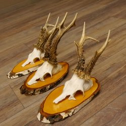 3 Stück Rehgeweihe Rehbocke Reh Bock Geweihe auf Birke Schildern 22.1208