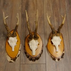 3 Stück Rehgeweihe Rehbocke Reh Bock Geweihe auf Birke Schildern 22.1208