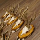 10 pieces of deer antlers, roebuck antlers, deer antlers...