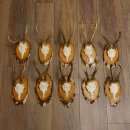 10 pieces of deer antlers, roebuck antlers, deer antlers on birch signs 22.1211