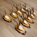 10 pieces of deer antlers, roebuck antlers, deer antlers on birch signs 22.1211