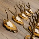 10 pieces of deer antlers, roebuck antlers, deer antlers on birch signs 22.1211