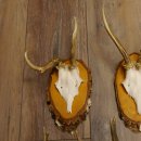 10 pieces of deer antlers, roebuck antlers, deer antlers on birch signs 22.1211